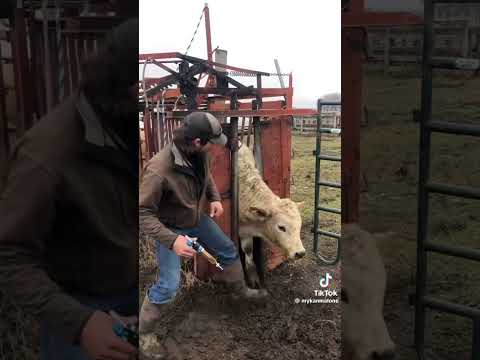 Farming is always challenging. Food production needs physical effect . #youtubeshorts #farming