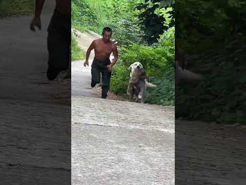 Paparazzi becomes a rat crossing the street and everyone shouts and beats Labrador