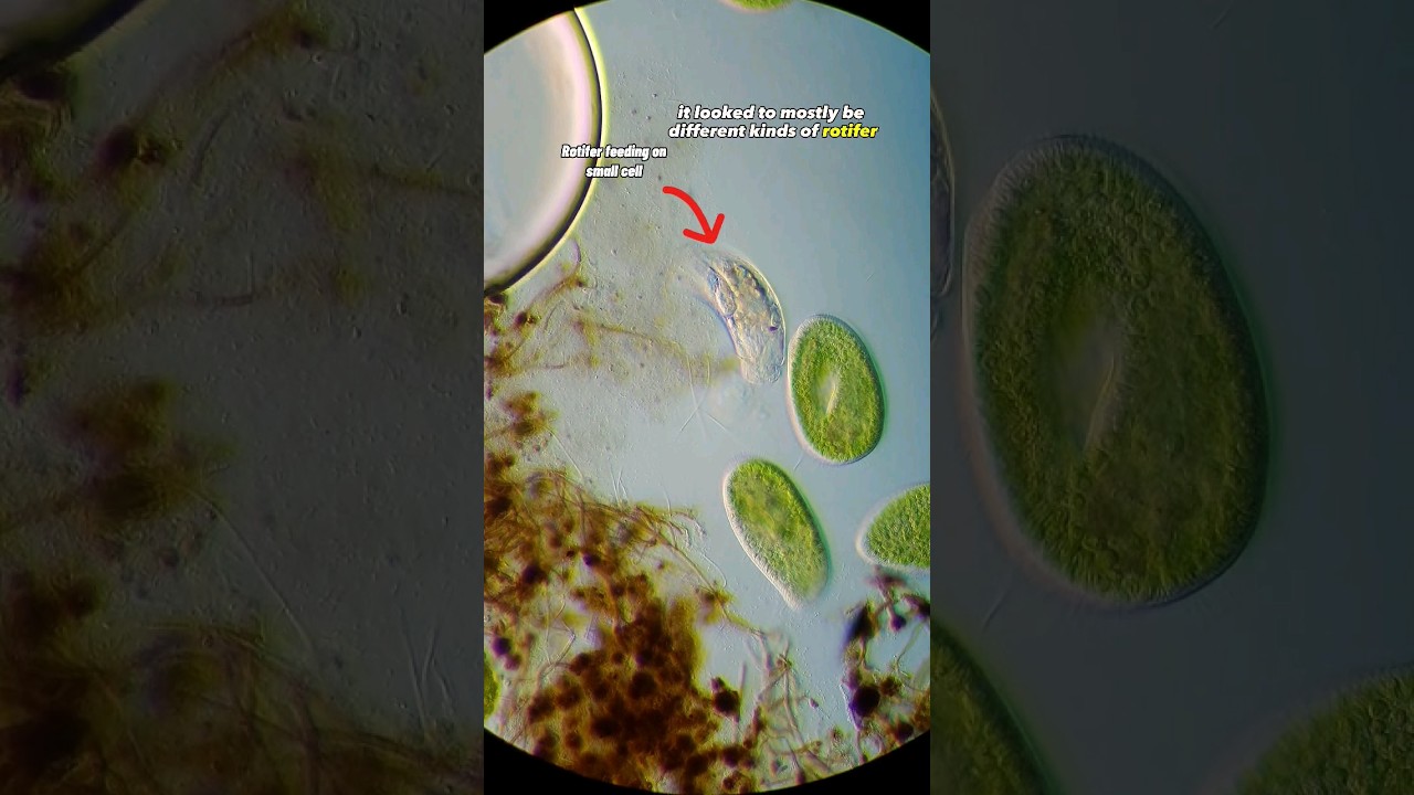 Pond Water Virtual Lab: Exploring the Microcosms of Nature