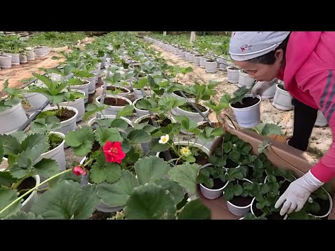 Mua cây giống DÂU TÂY để trồng ngoài trời và học thêm về cách trồng dâu tây.