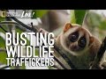 Wildlife Trafficking and Animal Welfare