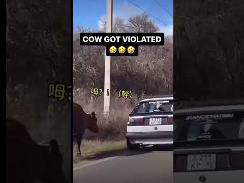 COW GOT VIOLATED VOICEOVER!! ???