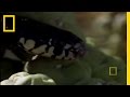 Kingsnake Behavior and Ecology