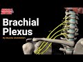 Brachial Plexus Functions and Anatomy