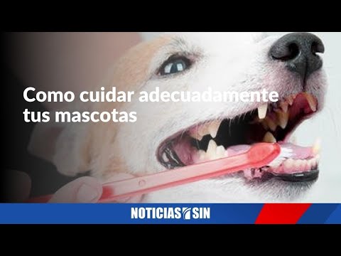 La higiene y el cuidado adecuado en las mascotas