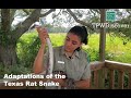 Texas Rat Snake Characteristics and Behavior