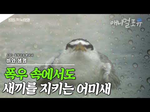 [비와생명] 폭우 속에서도 새끼 곁을 떠나지않는 어미들 I KBS 걸작다큐멘터리 180312 방송