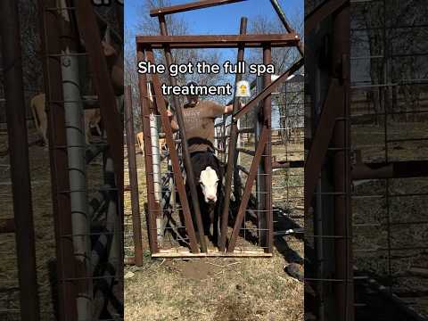 We do this to keep our cows healthy and happy! #agriculture #farm #farmer ￼ #farming #farmlife