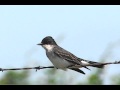 Bird Identification Techniques and Tips