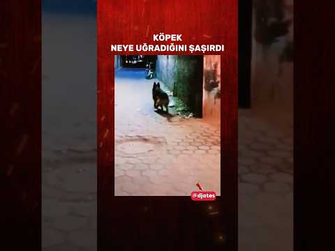 Köpek neye uğradığını şaşırdı