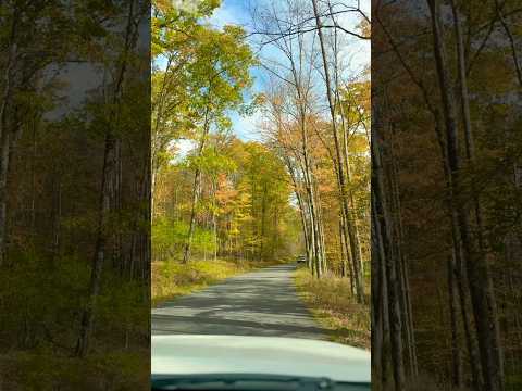 Enjoying the colorful leaves while driving #autumn #mountain #pinecreek #travel #pagrandcanyon #trip