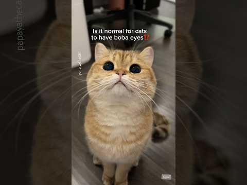 Do boba eyes really exist? #cat
