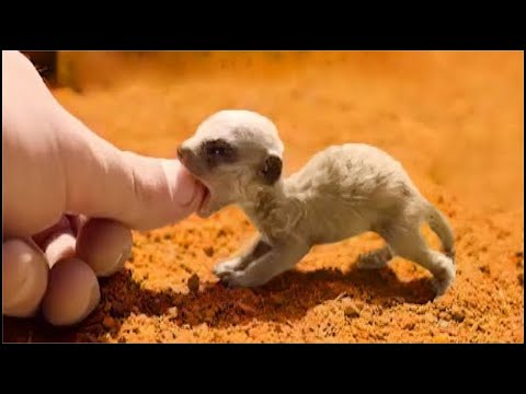 15 Animales Exóticos Pequeños Que Puedes Tener Como Mascotas