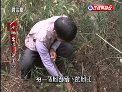 2015.02.07【民視異言堂】水獺出沒！請小心 - YouTube(14分41秒)