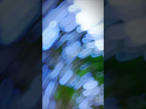 #मम्मी के दामाद इतना सुपर गे |#Aashis_Yadav | Mami ke Damad Etna Super Ge | #shorts _Song 2025