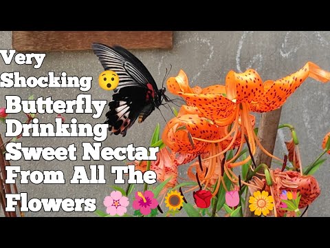 Very Shocking : Butterfly Shocking Nectar From All The Flowers #butterfly