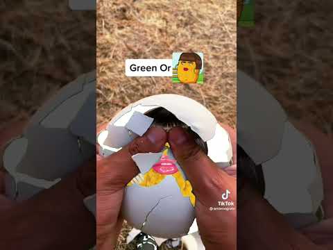 Green Or...Nuggette!????? #short #viral #memes #follow #or #greeor #funny #maxdesignpro