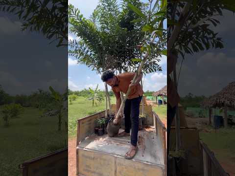 మాయ 3000తో పోతాది అనుకుంటే 13,000/-ఐయ్యింది🥲#ytshorts #plants #sad #tree #farmhouse #youtubeindia
