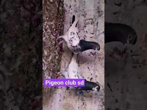 #@rampury jod #high flayar joda dosto#gehre #kabutar video short£@