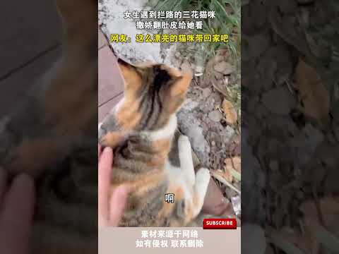 女生遇到攔路的三花貓咪,撒嬌翻肚皮給她看,網友:這麽漂亮的貓咪帶回家吧 #cuteanimal #cute #pets#萌宠 #宠物
