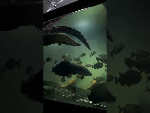 Eliminating piranhas #Aquarium #Arapaima #PredatoryFish #Piranha