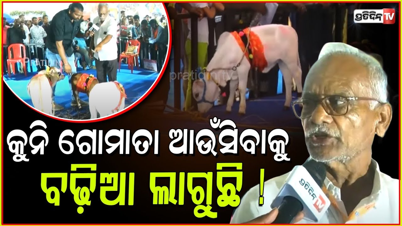 କୁନି ଗୋମାତା ଆଉଁସିବାକୁ ବଢ଼ିଆ ଲାଗୁଛି ! miniature punganur cows making waves in bhubaneswar.