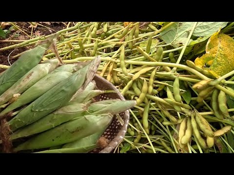 Thu hoạc ĐẬU NÀNH và BẮP DÂN TỘC, của Má trồng.