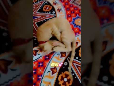 Naughty vibes😸💞#cat #funny #moment #tinky #cutecat #utubeshorts