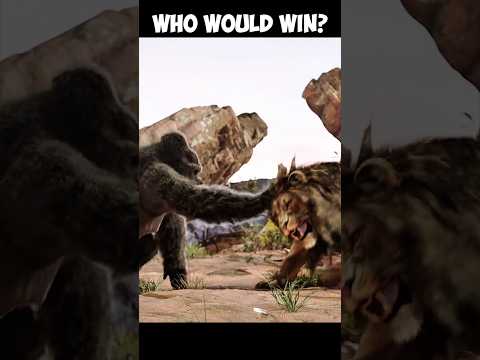 gorilla vs lion real fight 😱