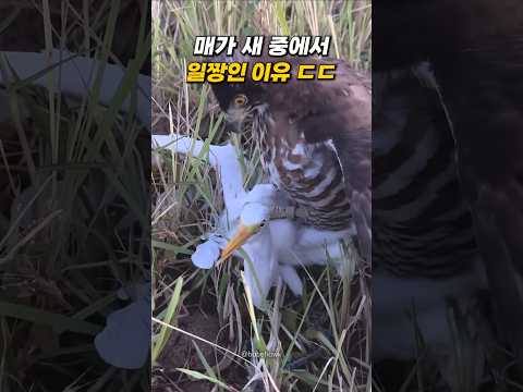 매가 <strong>조류</strong> 일짱인 이유 ㄷㄷ