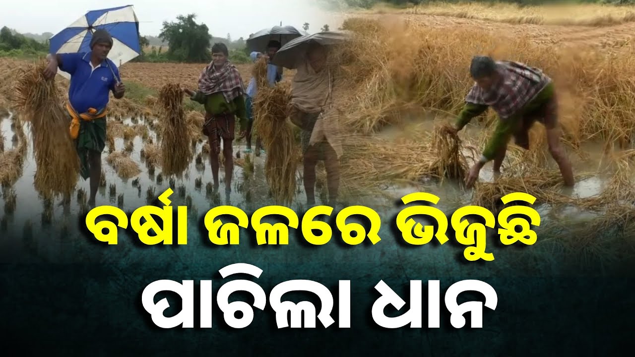 ଚାଷୀର ଚିନ୍ତା ଋଣ କରି ଚାଷ କରିଛୁ, କେମିତି ଶୁଝିବୁ ? || Knews Odisha