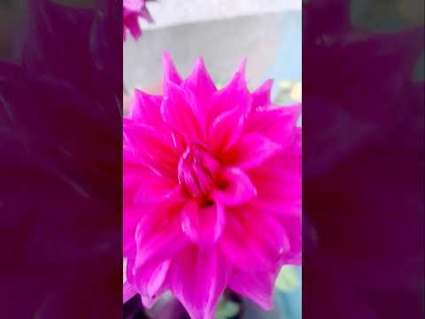 soch me phool hai #flowers​🌺🥀🌹 #ytstudioes​ #gardenplants​ #shorts​ #youtubeshorts​#viral #trending
