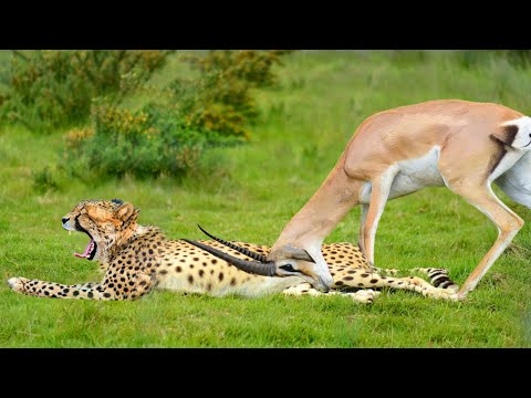 Impala Escapes Death's Door, Fiercely Counter Attacks, Seriously Injuring Cheetah