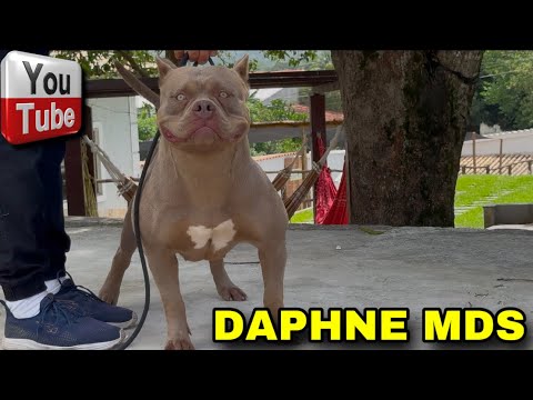 PIT MONSTER DAPHNE MDS