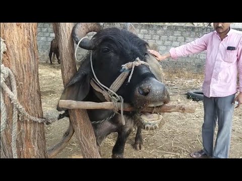 Bloat Emergency in cattle||How vet treated and saved the animal?//Emergency cases in animals