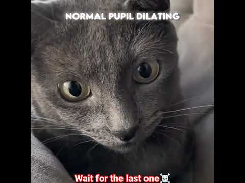 Cat Pupil Dilating☠️ Last one is epic #cat #catlovers #cats #catshorts #edit #viral