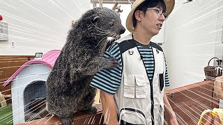곰? 고양이? 신비한 동물 '빈투롱'을 만났습니다!(이웃집수달 방문기)