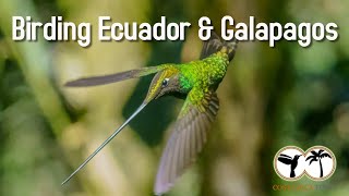Birding Ecuador & Galapagos - Best Birdwatching Trips in Ecuador & The Galapagos Islands