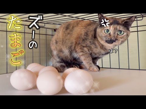 ズー社長いつもありがとう。ほんと助かります🥚