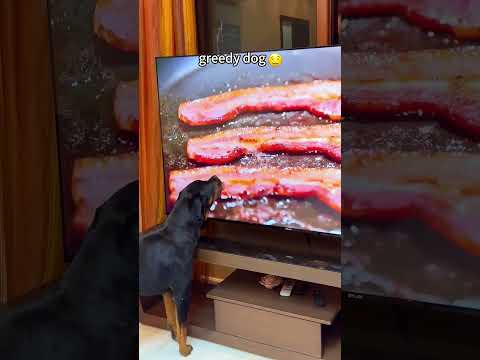 Unlocking new sounds#dog#funny#funnyanimals#funnypets#animals #pet #foryou #longervideos
