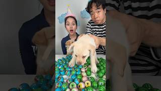 Happy Birthday Puppy 🐶 💓