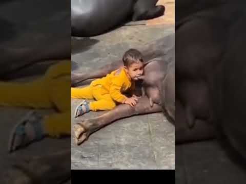 🔥ox 🐄 is mother human body 👁️🤯🤯 #mrmubarakworld #trendingshorts #viralvideo #factshorts  #petsvedios