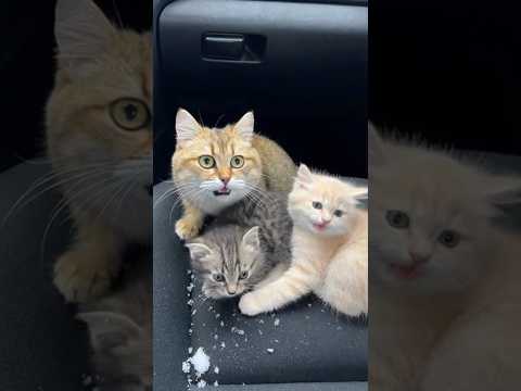 Let's be positive and kind to all beings.#cat