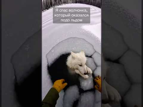 Я спас волчонка из подо льда 🐺🥺🥶 #животные