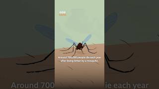 Fighting mosquitoes by… breeding them!