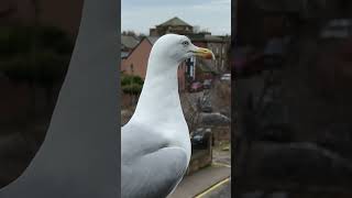 Secretly Feeding My Pet Seagulls Lover...