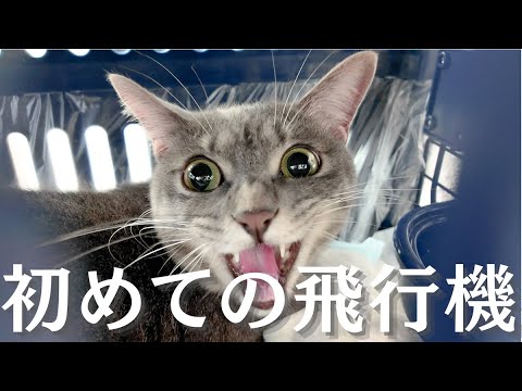 【引っ越し】初めての飛行機で猫たちがおかしくなってしまいました……