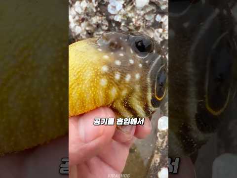 와 점점 커지네 ㅋㅋ 복어가 얼굴을 빵빵하게 만드는 원리