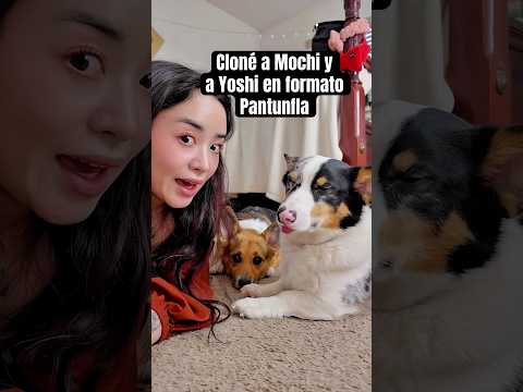 CLONÉ A MIS PERRITOS CORGI