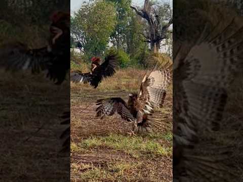 Eagle hunt a big bird of prey on the ground